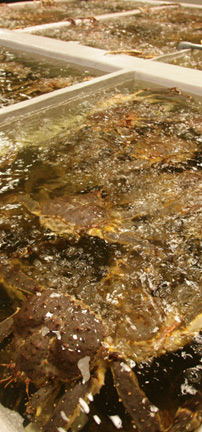 fish shops in taipei Addiction Aquatic Development